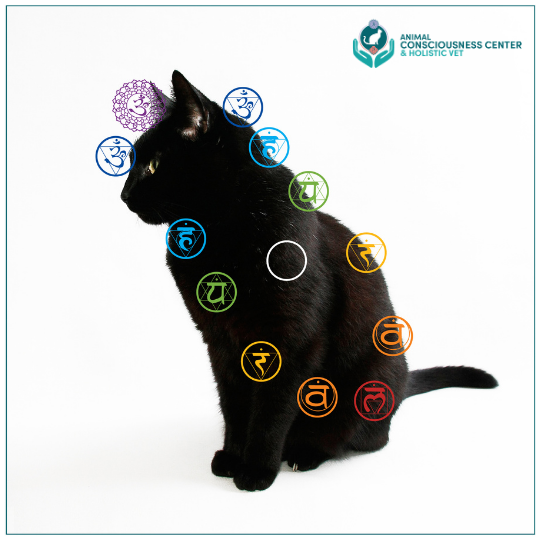 Chakras Of Non-human Animals - Animal Consciousness Center